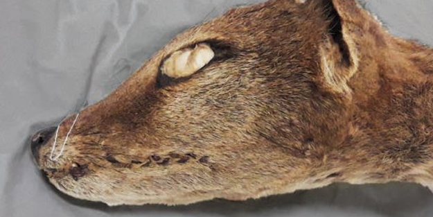 Dünya bu buluş ile ilki yaşadı: Tazmanya kaplanından RNA elde edildi, gündeme oturdu! Bilim önceden duyurmuştu