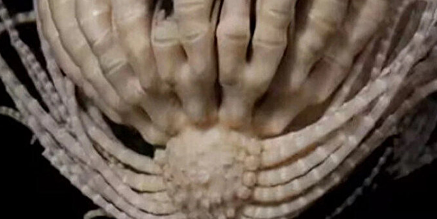 Dünya bu canlıyı konuşuyor! Kimsenin görmediği yerlerde yaşıyor, çok sayıda kolu var