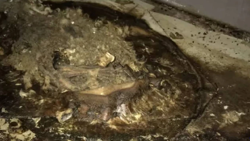 Dünya bu görüntülere çok tepkili