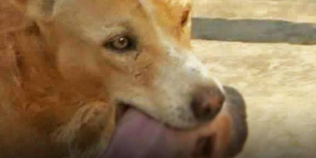 Dünya bu köpeği konuşuyor! Sokağa atılan bebeği...