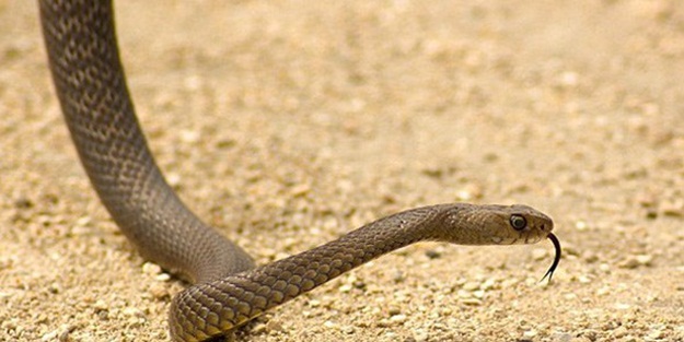 Dünya bu olayı konuşuyor! Bu kez çocuk yılanı ısırdı