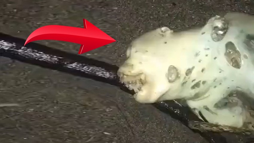 Dünya bu yaratığı görünce sarsıldı! Çalı çırpıların arasında yere uzanmış halde bulundu! Suratını görenler dehşete düştü