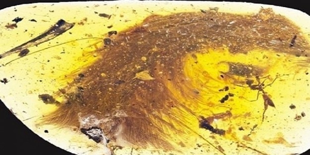 Kehribar taşında bulundu! Tam 99 milyon yaşında