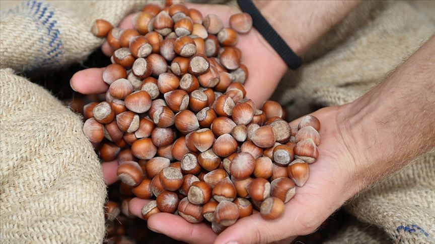 Dünya fındık üretiminin yüzde 25'ini Ordu yetiştiriyor