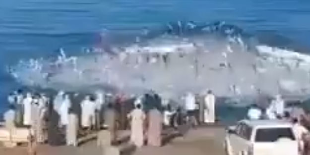 Dünya gündemine oturan görüntüler! Balıklar, balıkçılara saldırdı, ölüler var