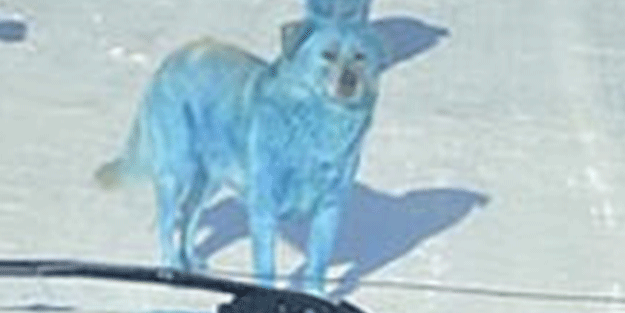 Dünya gündemini sarsan kareler! Gökyüzü turuncuya, köpekler maviye döndü