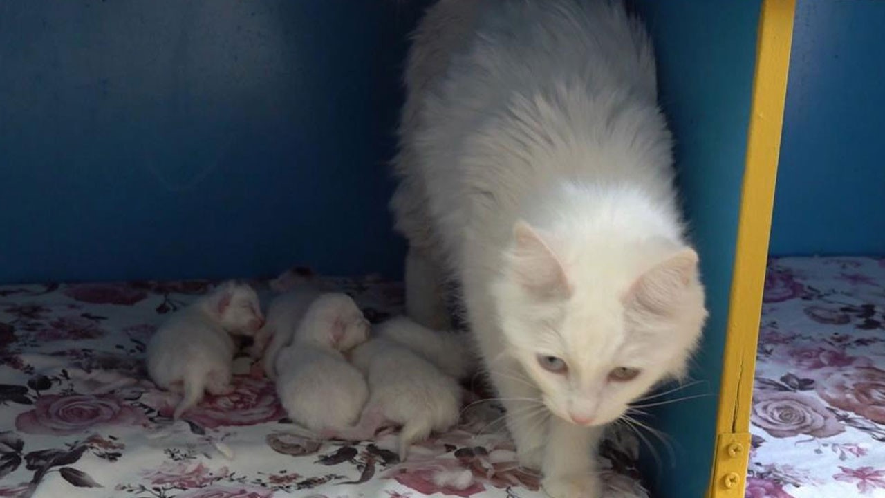 ‘Dünya güzeli’ 5 yavru doğurdu