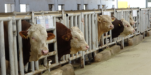 Dünya hayvancılığı için çok ama çok önemli! Tüm gözler bir anda Türkiye'ye çevrildi, kapımızı çalmaları an meselesi