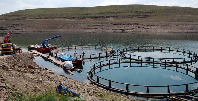 Dünya Kayseri'de üretilen alabalıkların peşinde