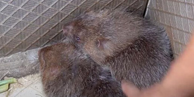 Dünya koronavirüsle mücadele ederken onlar uslanmak bilmiyor! Yasaklanmasına rağmen canlı yayında yediler