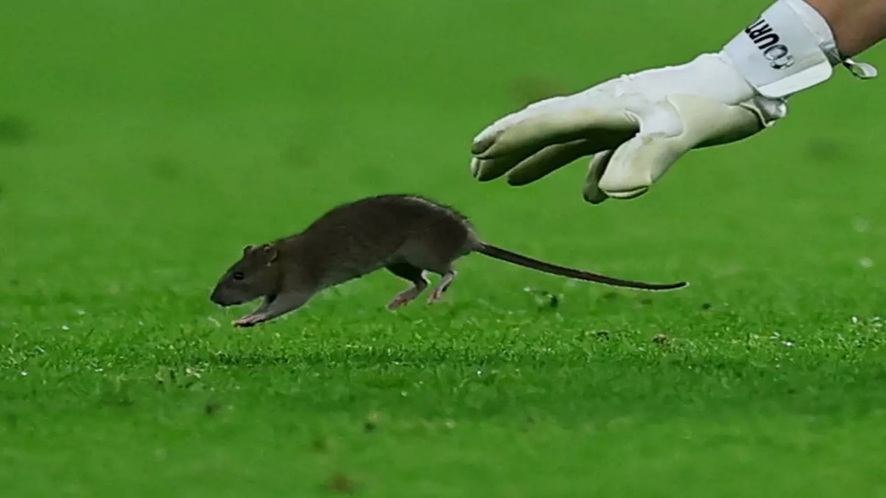 Dünya Kupası eleme maçında şaşkına çeviren görüntüler! Ünlü kaleci, topu bırakıp fareyi yakalamaya çalıştı