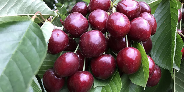 Dünya Kupası, Türk kirazını uçurdu