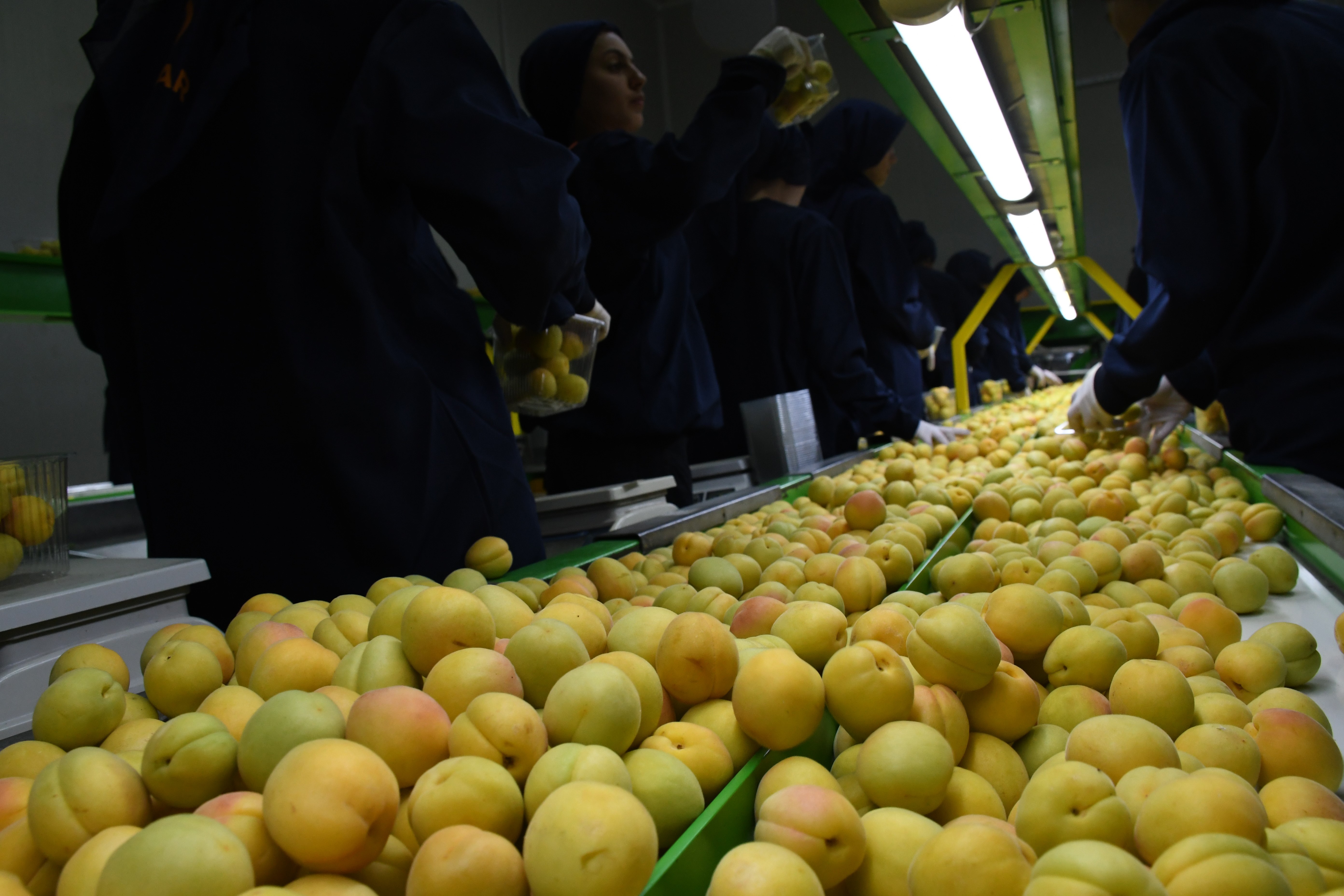 Dünya kuru kayısı üretiminin yüzde 85'ini karşılıyoruz ama! Malatya'da üreticiler işçi bulamıyor