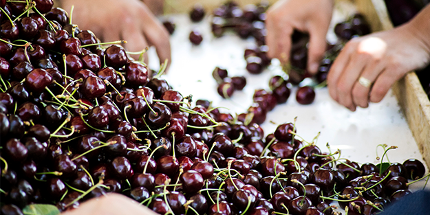 Dünya lideriyiz! Türkiye kirazda hedef büyüttü