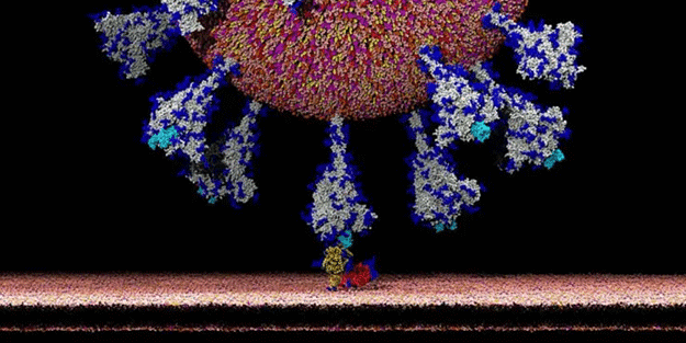 Dünya merakla bekliyordu! İlk kez görüntülendi