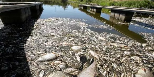 Dünya nereye gidiyor? O ülkede 'ekolojik felaket'