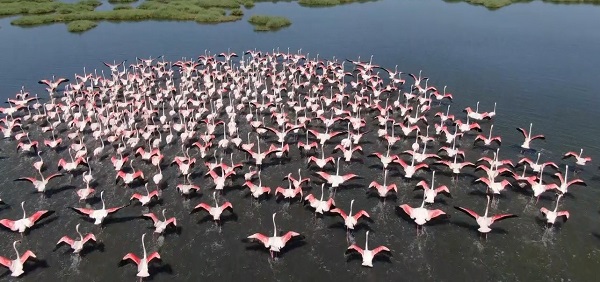 Dünya nüfusunun yüzde 10'u burada! Türkülere konu olan kuşlardan görsel şölen