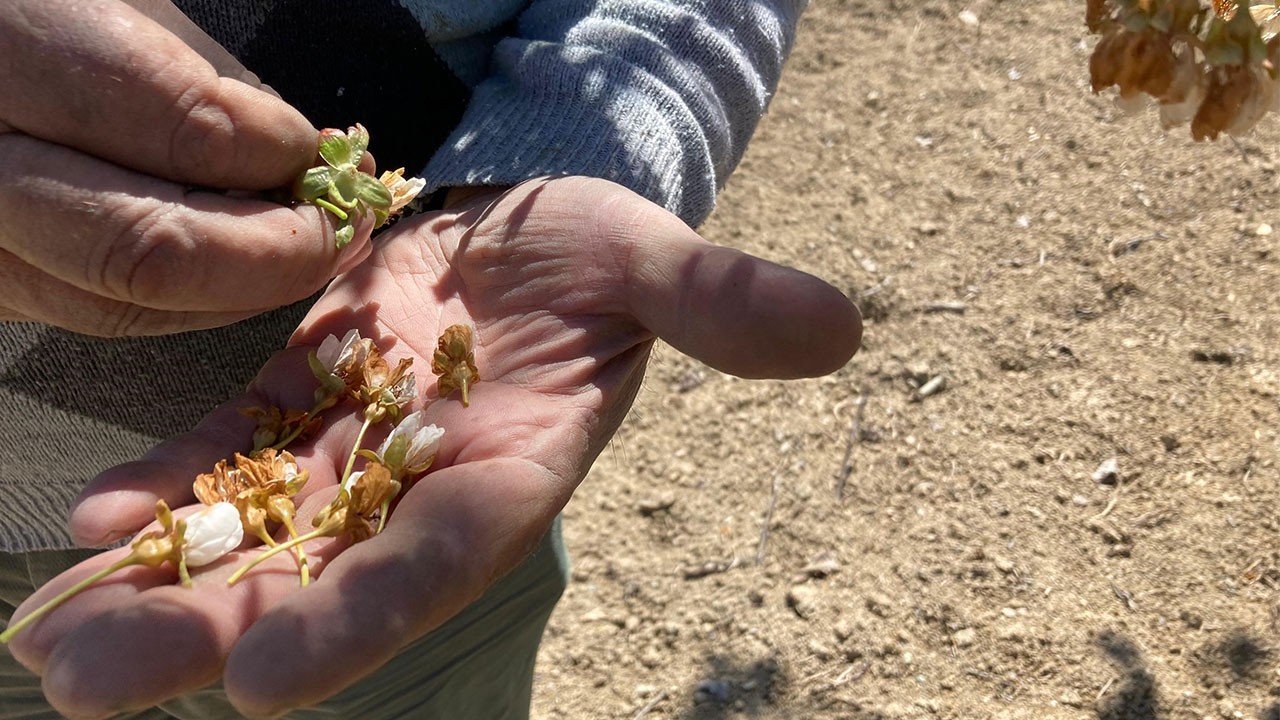 Dünya sofralarını süslüyordu! ‘Napolyon' kirazından üzücü haber