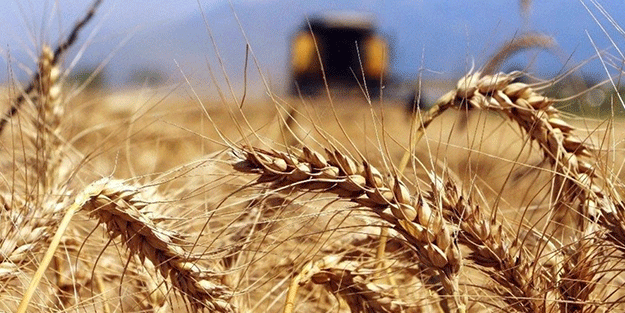 Dünya şokta! 700 bin ton tahıl ortadan kayboldu