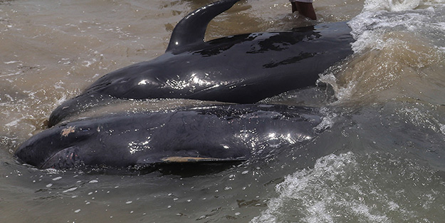 Dünya şokta! Onlarca pilot balina kıyıya vurdu