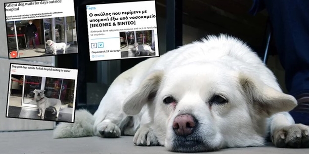 Dünya Trabzon'daki bu köpeği konuşuyor!