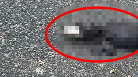 Dünya üzerinde böyle bir canlıya ilk defa rastlanıyor! Araştırmacılar yüzünü gördüklerinde dehşete düştü! Bu gerçek olamaz