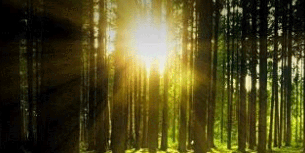 Dünya üzerinde keşfedilmemiş ağaç türü açıklandı