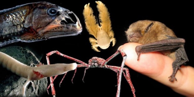 Dünya üzerindeki en ilginç canlılar