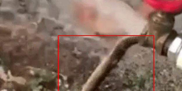 Dünya vanadan fırlayan yılanı konuşuyor!