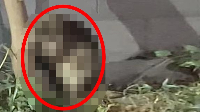 Dünya yeni bir canlının istilasıyla karşı karşıya! Toprağı darbeli matkap gibi kazan canlı mahalleyi sardı, her yerden böyle fırladı