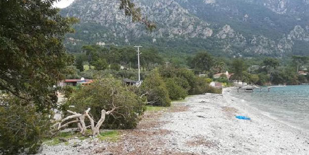 Dünyaca ünlü Akbük Koyu'nda ağaç katliamı