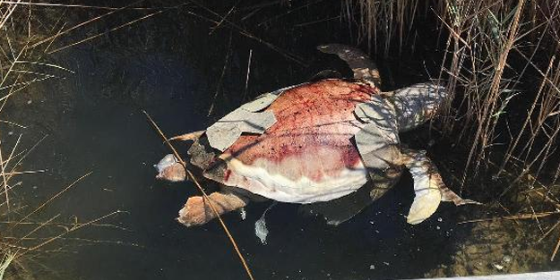 Dünyaca ünlü Dalyan Kanalı'nda ölü caretta caretta bulundu