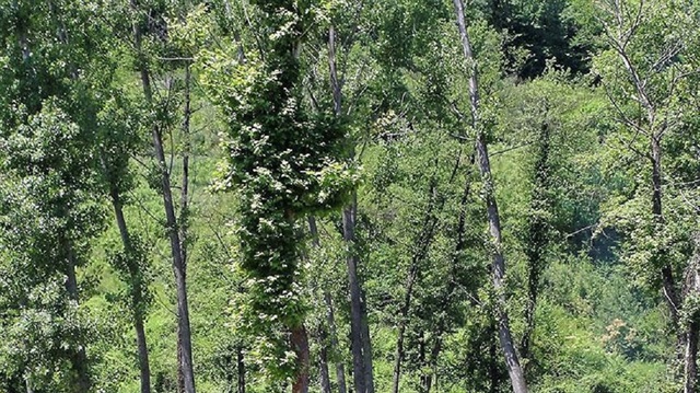 Dünyada 60 bin ağaç türü var