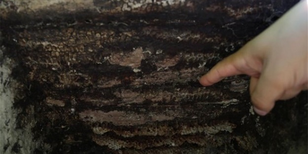 Dünyada başka bir örneği yok!