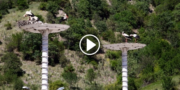 Dünyada başka bir örneği yok