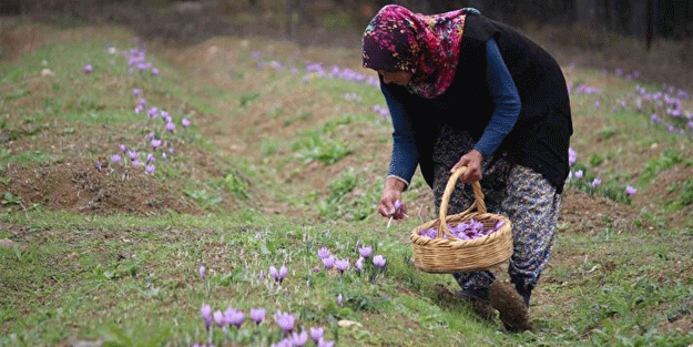 Dünyada benzeri yok! İkinci el araba fiyatına satılıyor