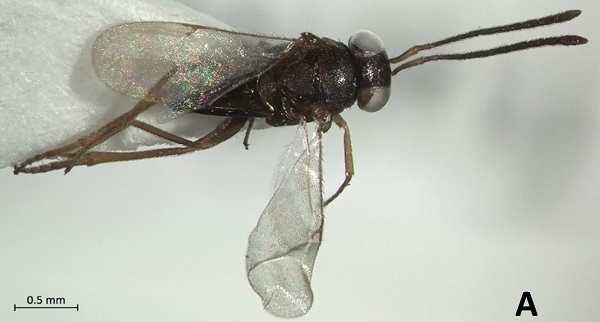 Dünyada bir ilk! Bu böcek sadece Türkiye'de görüldü