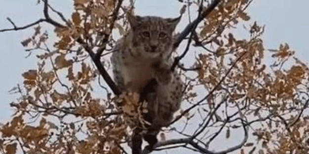 Dünyada birinci derece koruma altında! Tunceli’de görüntülendi