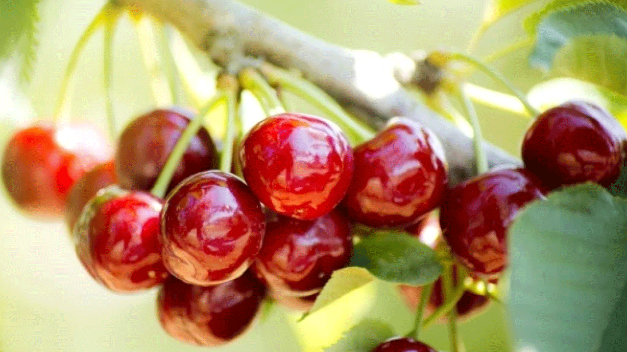 Dünyada birinci sıradayız: Kilosu 3 bin 500 liradan satılıyor!