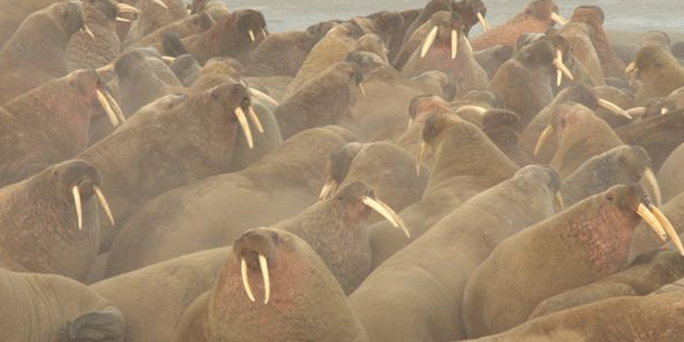 Dünyada daha önce görülmemiş tür! Bölgeye giden bilim insanları bakın ne yaptı