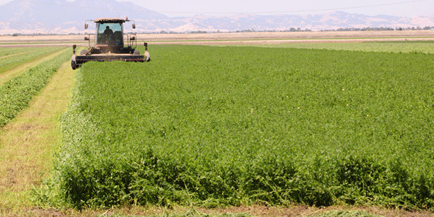 Dünyada en tehlikeli 100 canlı arasında olan hayvan Türkiye'de görüldü