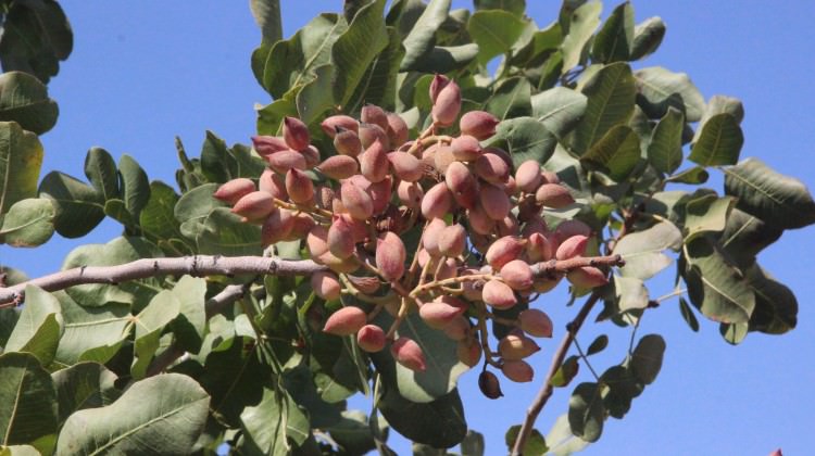 Dünyada eşi benzeri yok! O ilimizde üretildi