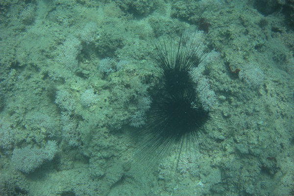 Dünyada bir ilk ! Akdeniz tropikleşiyor