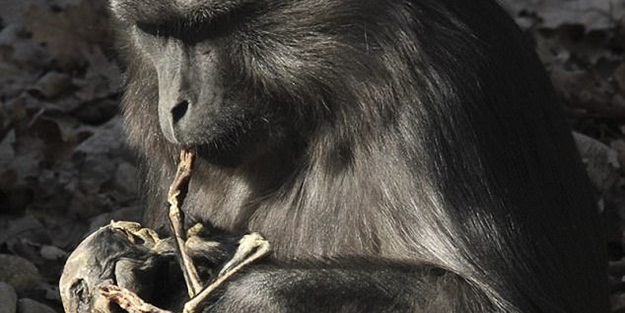 Dünyada ilk kez! Bebeğini yerken...