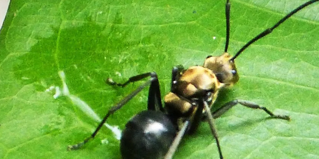 Dünyada ilk kez: Bir karınca kolonisinin tamamı ölü taklidi yapıyor! Şaşırtıcı bilgiler bilim dünyasını hayrete düşürdü