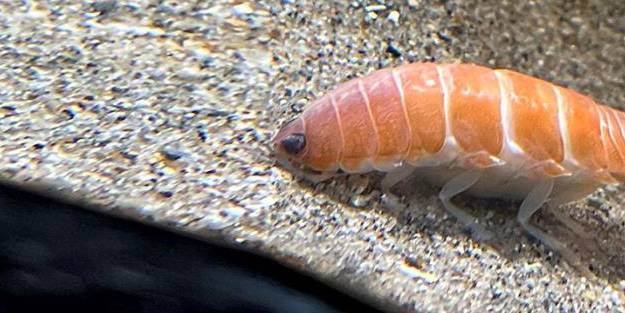 Dünyada ilk kez görüldü! Kan emen yaratık görenlerin dikkatini çekiyor