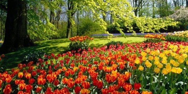 Dünyada kaç çeşit bitki var?