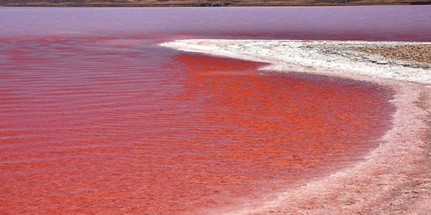 Dünyada sadece 8 tane var biri Türkiye’de! Daha önce böylesini gördünüz mü?