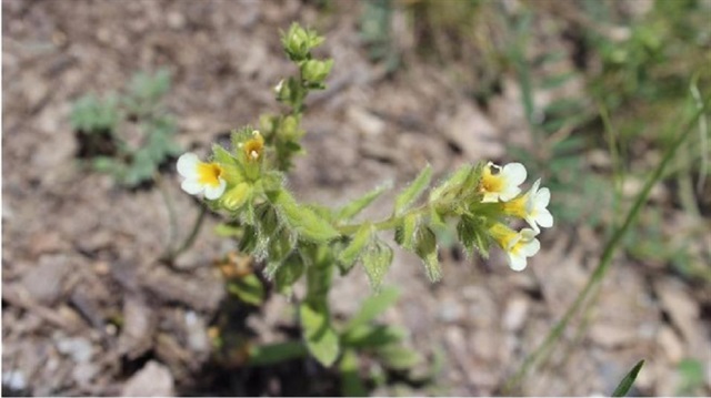Dünyada sadece Amasya'da var var