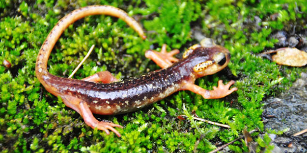 Dünyada sadece Antalya ve Muğla'da var!